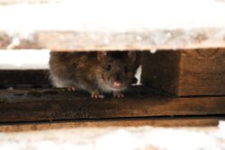 Police claim rats ate 200kg of cannabis that mysteriously vanished from station