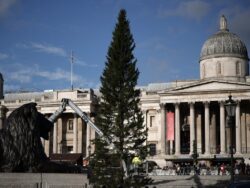 Trafalgar Square Christmas tree returns – and people still think it looks ‘rubbish’