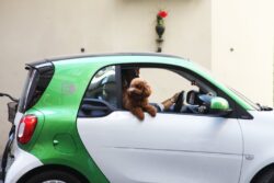 Dogs prefer electric cars to diesel ones, claims new research