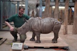 Zookeepers delighted that baby rhino is already as heavy as a piano