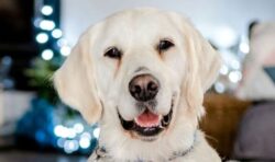 Starving, sick and pregnant retriever dumped in field finds home for Christmas