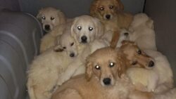 Over two dozen puppies rescued in illegal crackdown ahead of Christmas