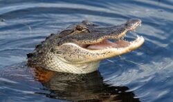 Alligator pack living in home shocks police who evicted Detroit tenant