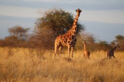 Wildlife charity co-founded by British actress ‘delighted’ by giraffe twins