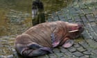 Walrus sighting draws crowds to Scarborough on New Year’s Eve