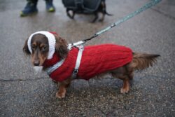 In Pictures: Sausage dogs show off festive finery during winter walk