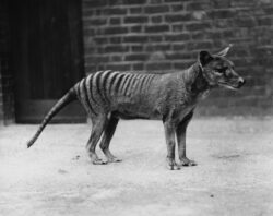 Remains of the last Tasmanian tiger found in a cupboard after 85 years