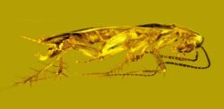 Fossilised cockroach sperm preserved in 30,000,000-year-old amber