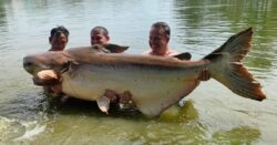 Brit catches huge 30 stone catfish while on holiday in Thailand