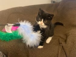 Kitten goes on 250-mile journey halfway across the country under lorry bonnet