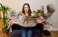 Meet the family cat so big people mistake him for a dog