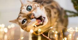 Keep your cat away from these harmful Christmas items