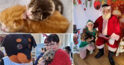 Sanctuary owner fears ‘having to put animals down’ after eviction notice