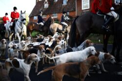 Thousands gather for Boxing Day hunts and protests as they return after Covid