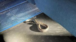 Snake on a train causes chaos during tour of south-east England