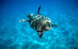 Turtles are thriving in Cyprus thanks to the British Armed Forces