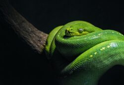 Scientists find that female snakes have not one but two clitorises