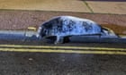 Stranded seal pup rescued after being spotted outside kebab shop in Norfolk