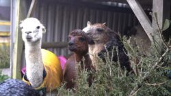 Alpacas and llamas help their neighbours get rid of Christmas trees by eating them