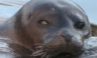 Anglers despair as trapped seal eats Essex lake’s stocks like it’s ‘in Waitrose’