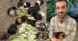 Man who bought home that came with 10 guinea pigs now has 80 – and spends £8k a year on them