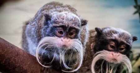 Two monkeys ‘stolen’ from same zoo where leopard escaped enclosure