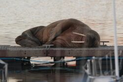 Thor the walrus returns to land after flipping himself off in Scarborough