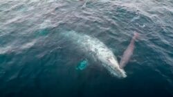 Moment whale gives birth in front of tour boat