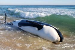 First killer whale to get beached in US southeast dies