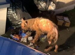 Neglected dog was so malnourished people thought it was a poorly fox