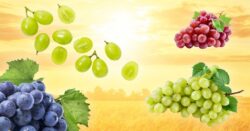 Grapes may reduce chance of sunburn for some people, says new study