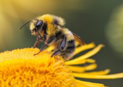 American honeybees set to receive vaccine against deadly bacteria