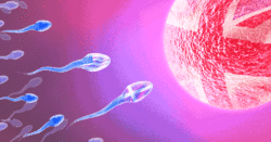 Britain imports most of its sperm – so scientists found out who it comes from