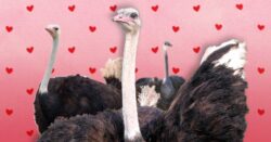 Are you an ostrich? How to deal with rejection in the dating world