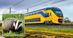 Train services grind to a halt in the Netherlands after badgers cause chaos