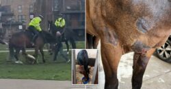 ‘American bully’ dog attacks police horse in park after being let off lead