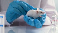 Japanese scientist creates mice with two fathers in breakthrough research