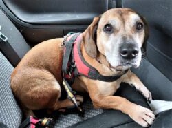 Beagle dubbed ‘Britain’s loneliest dog’ after 500 days in kennels seeks forever home