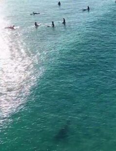 Drone footage shows bull shark lurking just metres away from oblivious surfers