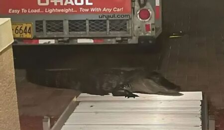 Man opens front door and gets bitten by alligator