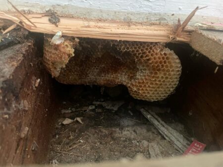 Family discover their home is a giant beehive after honey starts dripping down walls