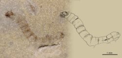 Scientists discover world’s oldest fossil gnat from 247,000,000 years ago