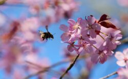 The best places across the UK to see spring blossom in all its glory