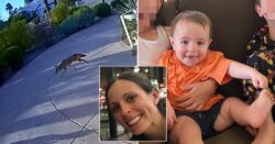 Coyote mauls toddler in front of mum on driveway before attacking second child