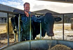 ‘Lazy’ cow caught on camera ‘faking sleep’ to avoid being milked