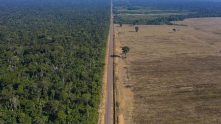 European Parliament approves law ensuring EU products are deforestation-free