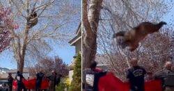 Moment bear falls from tree onto tarp held by firefighters