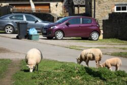 ‘Hooligan’ sheep overrunning estate, eating flowers and using lawns as loos