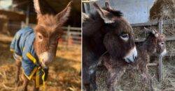 Donkey ‘very distressed’ after baby stolen in broad daylight from farm