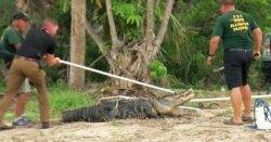 Man’s arm amputated after attack by 10-foot alligator behind bar